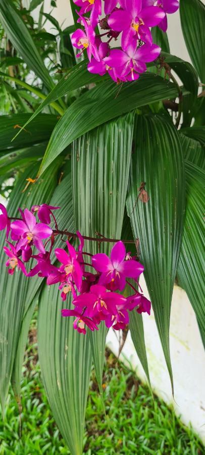 Harmony Self-Catering Apartments Beau Vallon  Extérieur photo