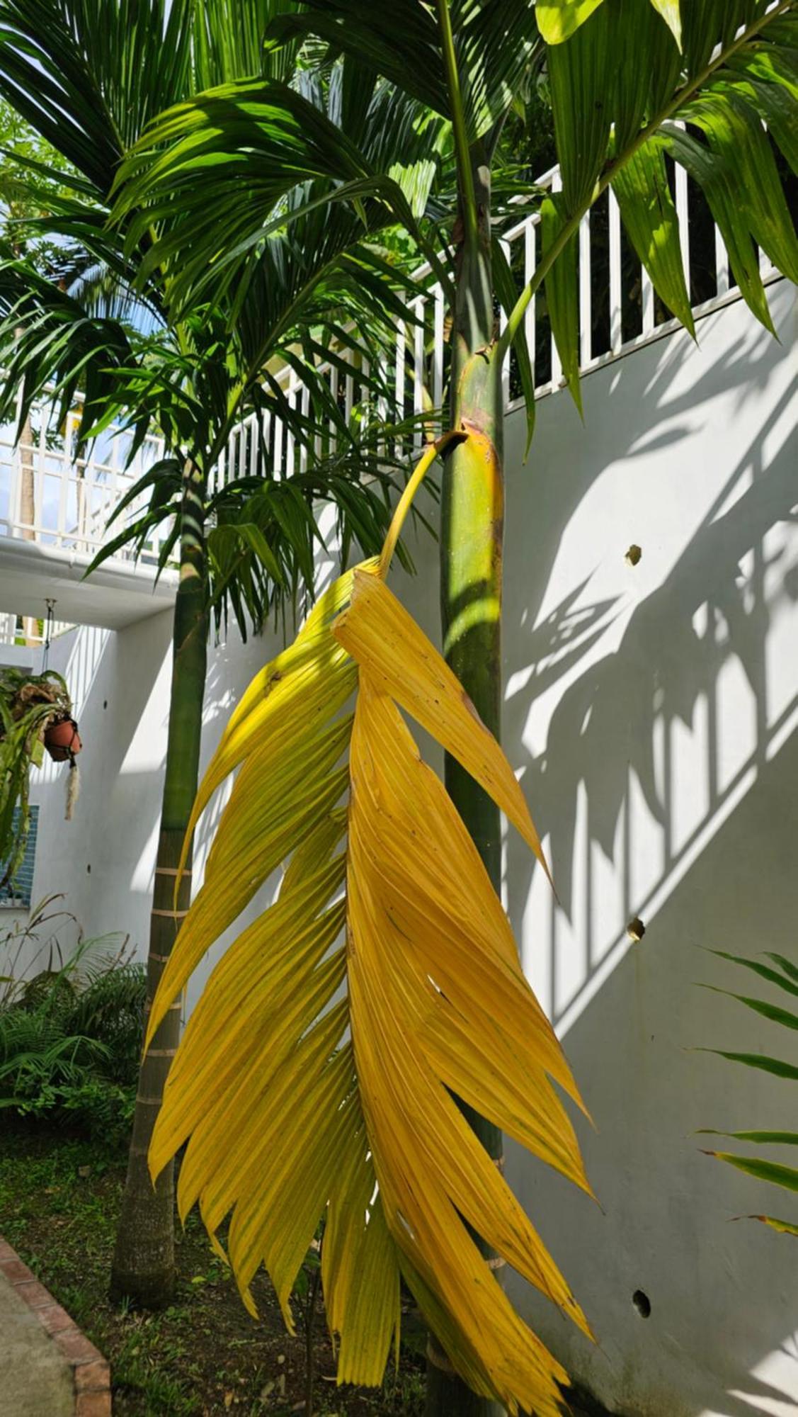 Harmony Self-Catering Apartments Beau Vallon  Extérieur photo